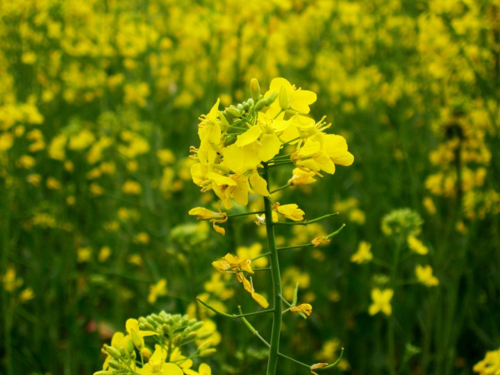 Mustard_plant