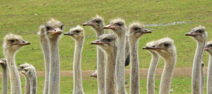 ostriches-373339_960_720