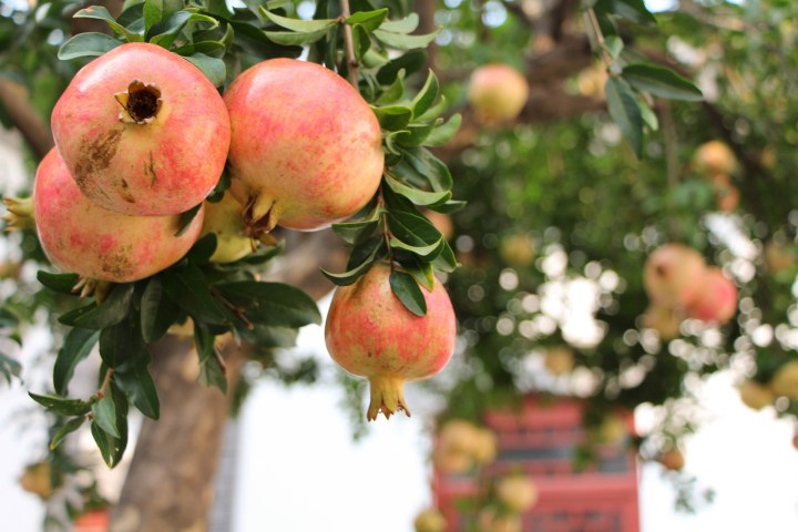 pomegranate-989551_1920